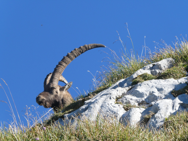 Steinbock in den Allgäuer Alpen